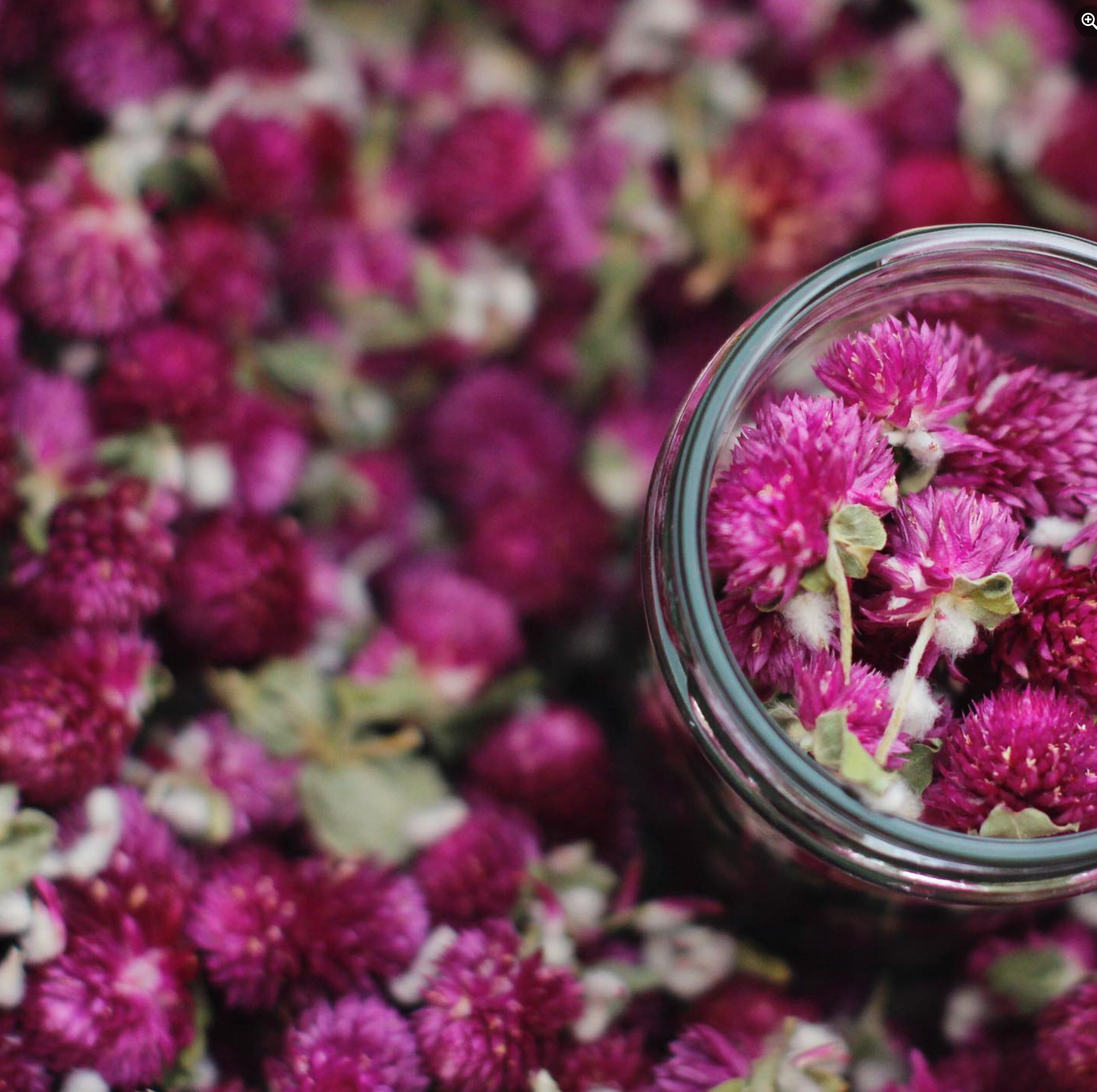 Purple Globe Tea | From Portugal