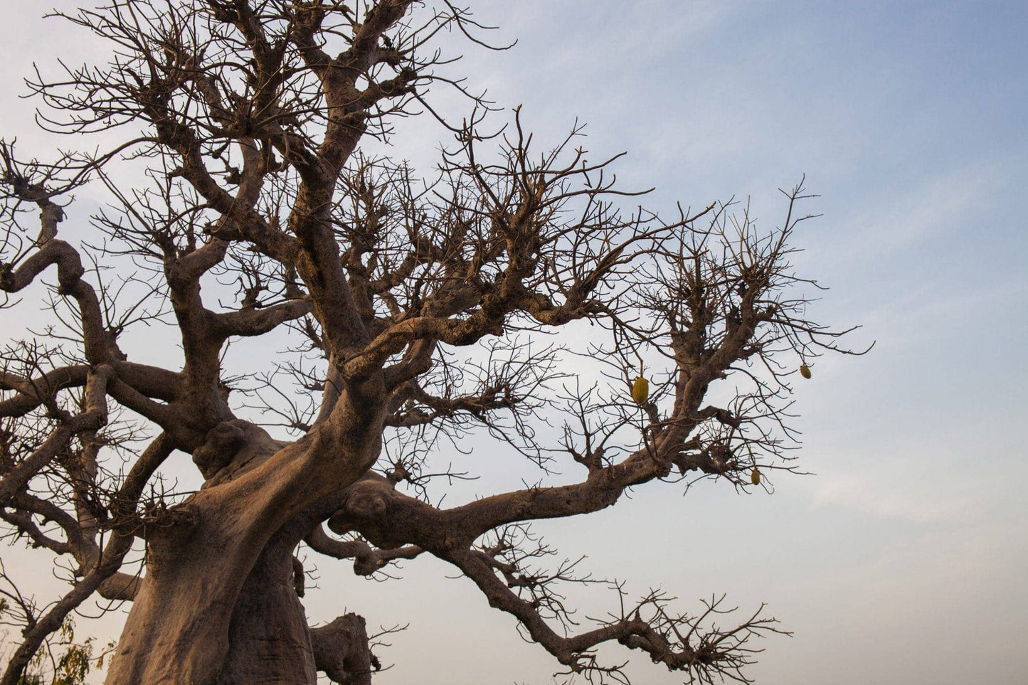 Baobab Oil