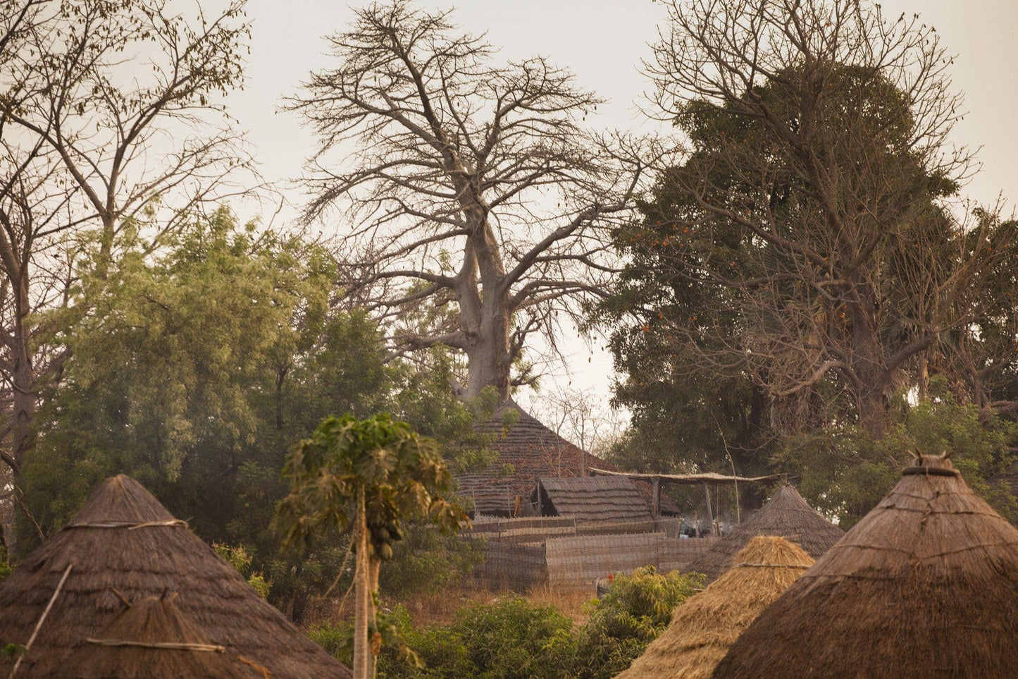 Baobab Oil