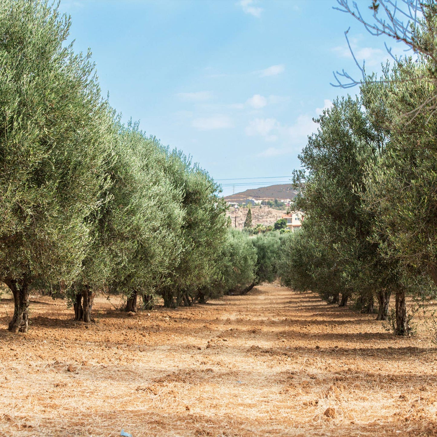 Extra Virgin Olive Oil - Portuguese "Galega" (olive variaty)